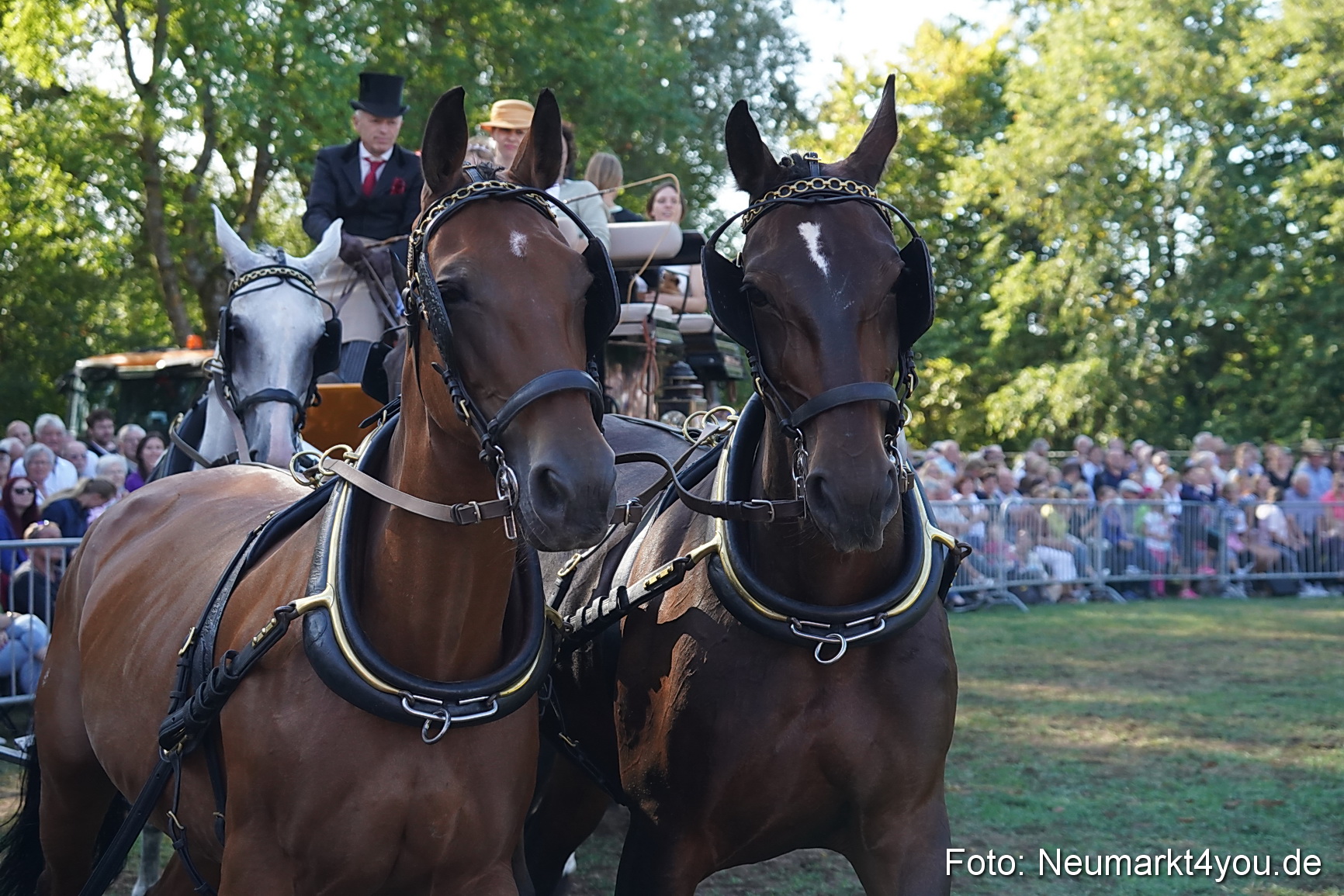 Pferde und Fohlenschau 2022 0116 